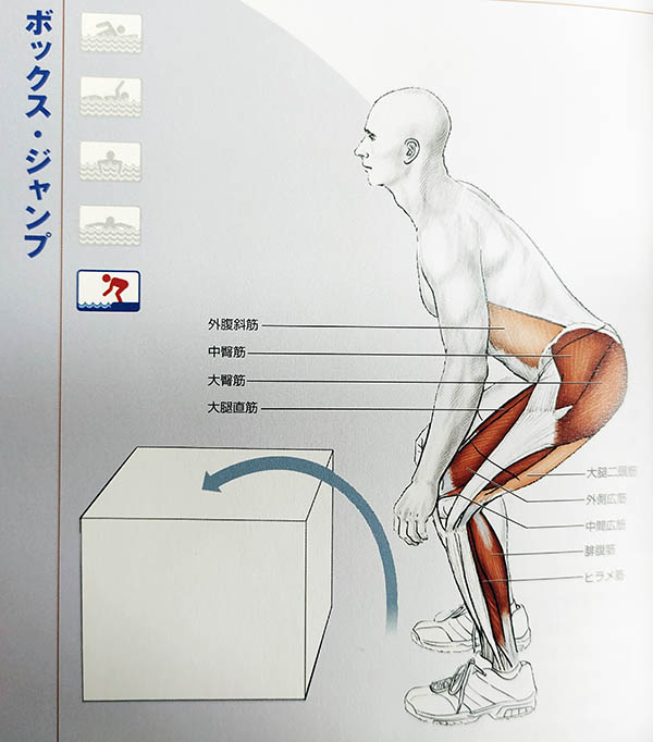 プライオボックス　スイミング解剖学